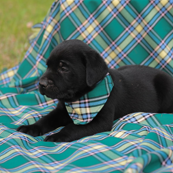 Black puppy wearing a plaid bandana on a plaid blanket