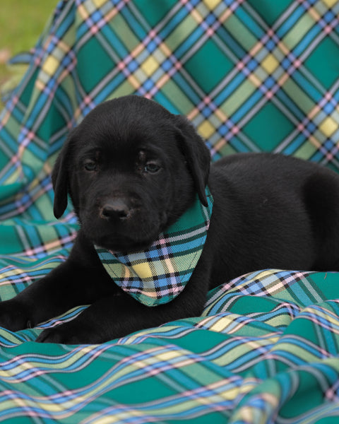 Alberta Tartan Dog Bandana