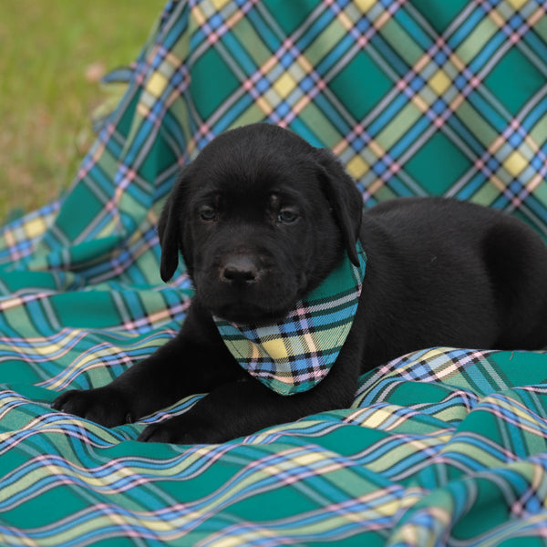 Black puppy wearing a plaid bandana on a colorful checkered blanket
