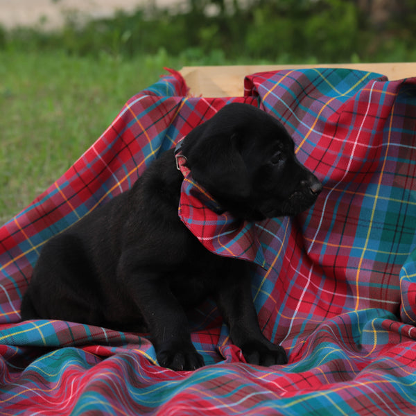 Black puppy wearing red, blue plaid banada sitting on plaid blanket out doors looking away from the camera