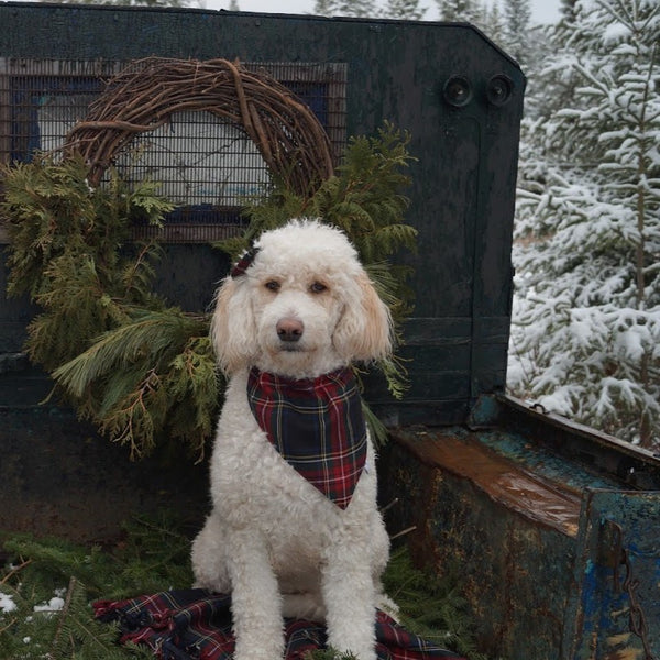 White dog wearing a plaid bandana sitting in front of a rustic background with snow-covered trees.
