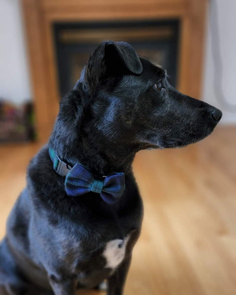 Black dog wearing a navy and green bow tie sitting on a wooden floor.
