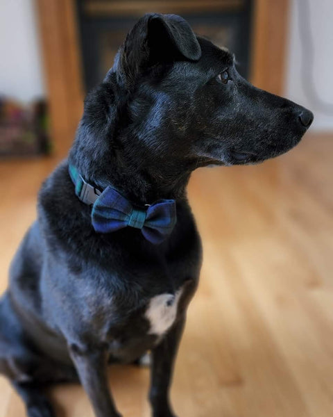 Black dog wearing a navy and green bow tie sitting on a wooden floor.