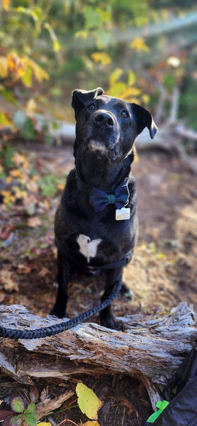 Black Watch Tartan Dog Collar