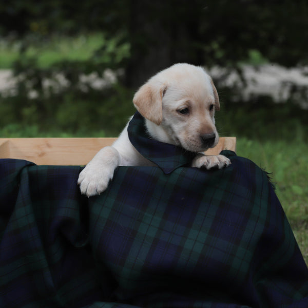 Puppy wearing navy and black plaid kerchief sitting in box in a grassy area