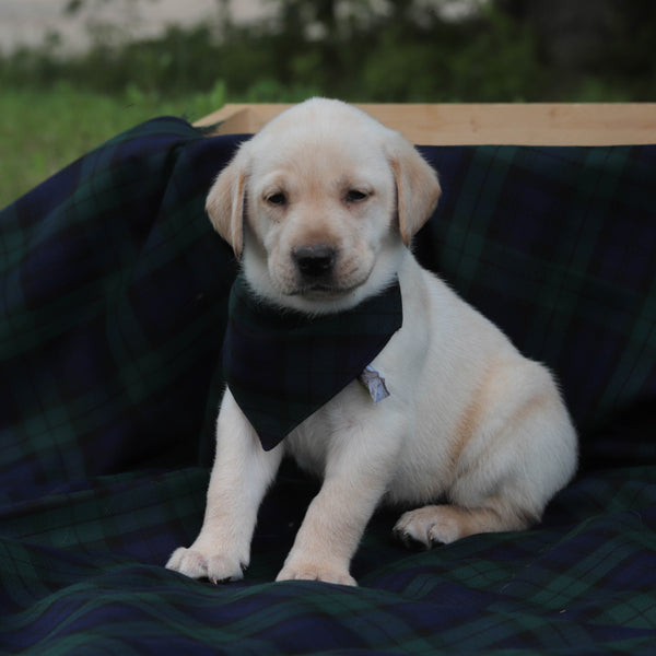 Puppy wearing a Black Watch tartan bandana sitting on a plaid blanket outdoors.