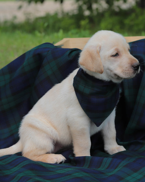 Black Watch Tartan Dog Bandana
