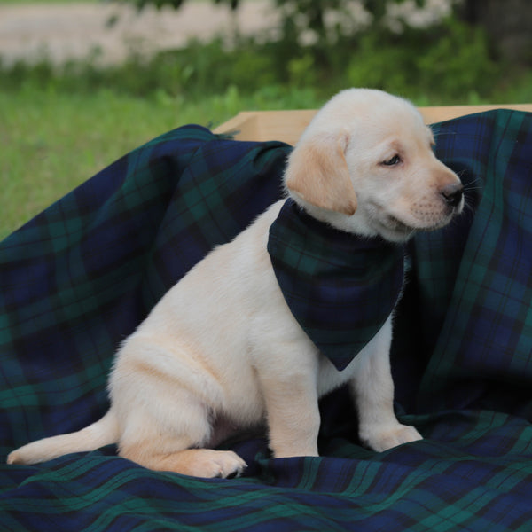 White Puppy sitting on a plaid blanket outdoors