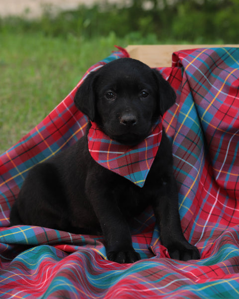 Beautiful British Columbia Tartan Dog Bandana