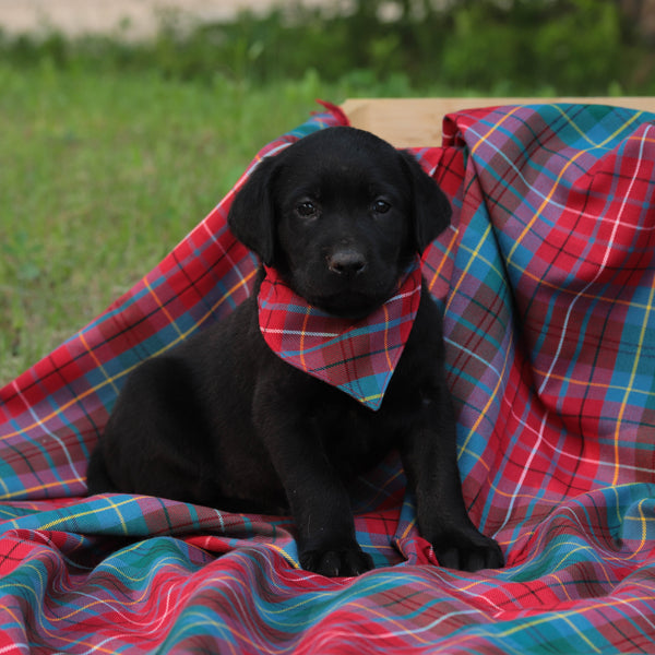 Black puppy wearing a plaid bandana on a red and blue BC tartan blanket outdoors.