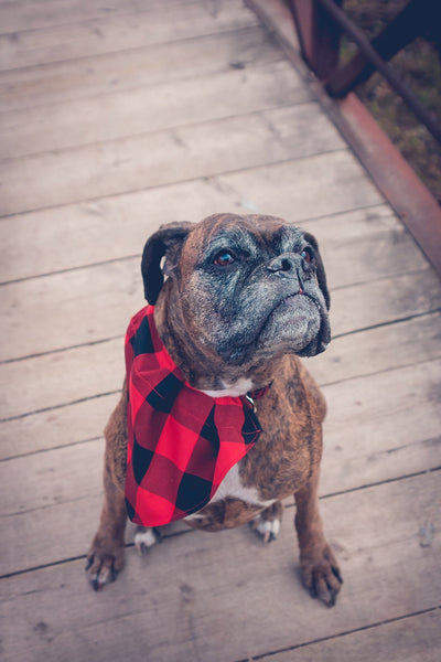 Bulldog Hannah wearing red and black check kerchief sitting on a wooden walkway