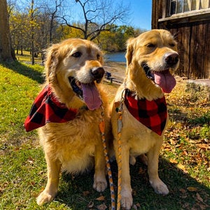 Two golden dogs wearing plaid bandanas standing on a grassy area with trees and a wooden building in the background.