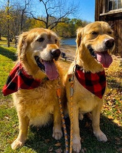 Buffalo Check Dog Bandana