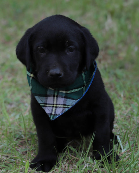 Cape Breton Tartan Dog Bandana