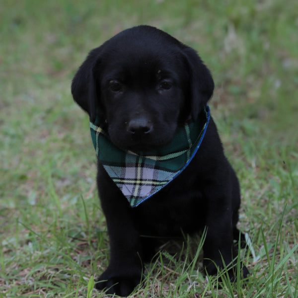 black puppy wearing green and gray kerchief sitting on grass