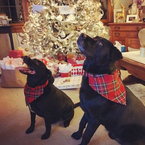 Two black dogs wearing red plaid bandanas in a decorated living room with Christmas tree and presents.