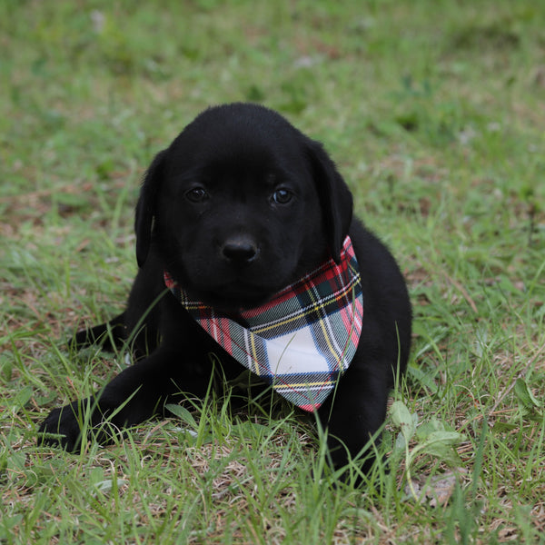 Black puppy wearing a plaid bandana lying on grass