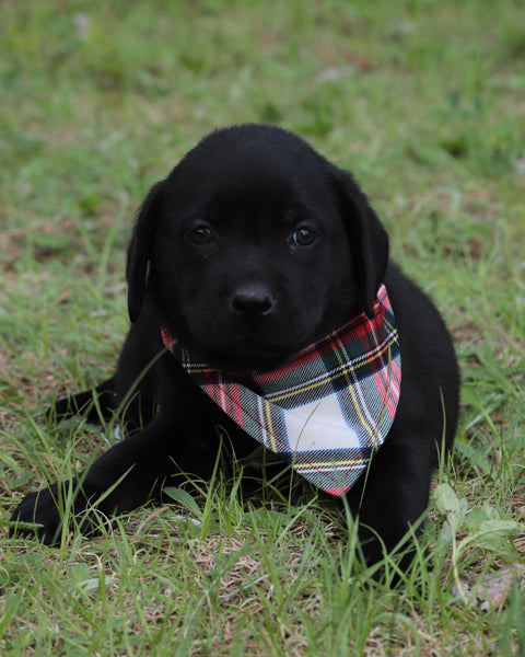Dress Stewart Tartan Dog Bandana