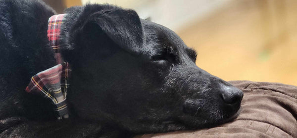 Dress Stewart Tartan Dog Bow Tie