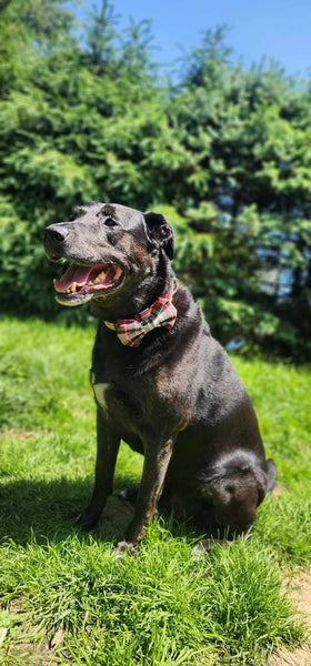 Dress Stewart Tartan Dog Bow Tie