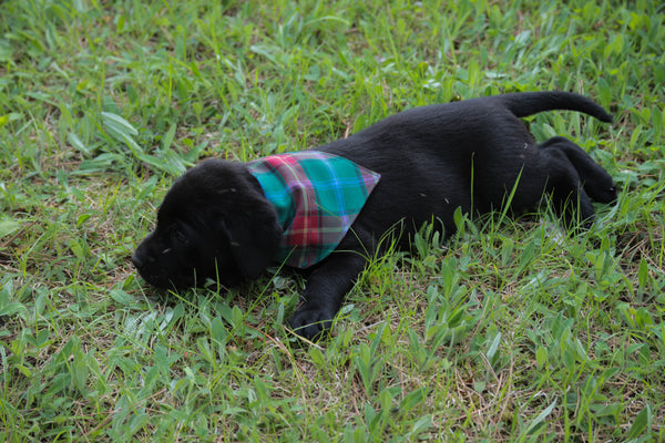 Manitoba Tartan Dog Kerchief