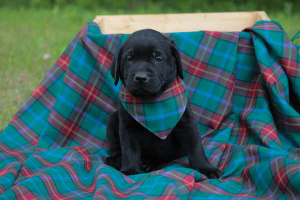 Manitoba Tartan Dog Kerchief