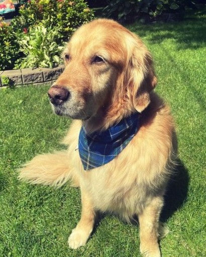 Nova Scotia Tartan Dog Bandana