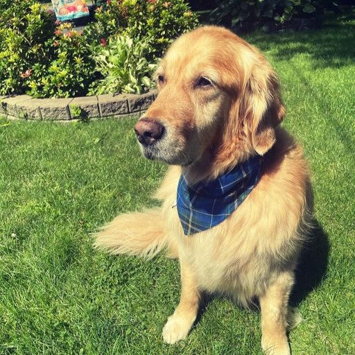 Nova Scotia Tartan Dog Bandana