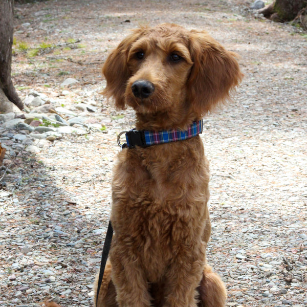 Brown dog wearing a plaid collar sitting on a gravel path.