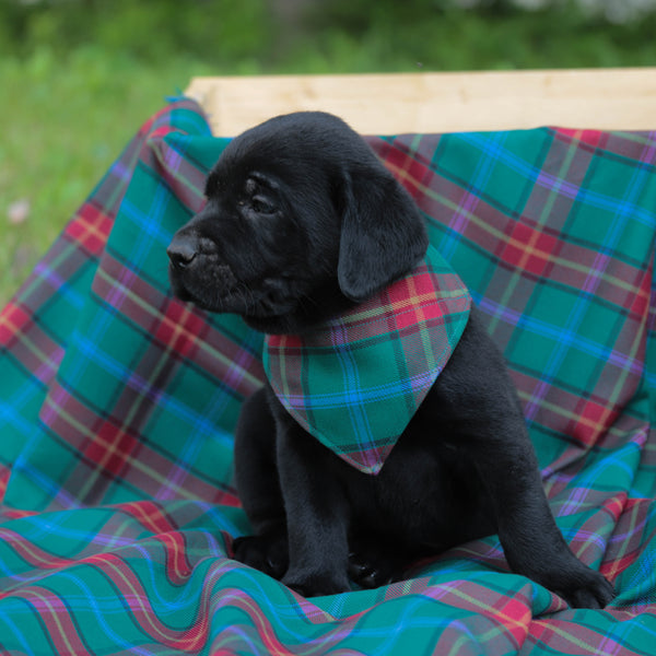 Manitoba Tartan Dog Kerchief