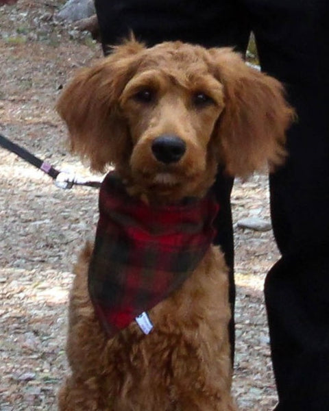 Maple Leaf Tartan Dog Kerchief