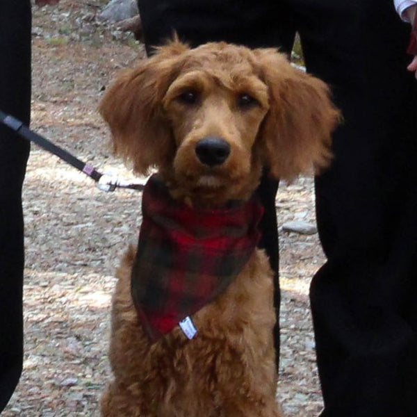 Brown dog wearing a red plaid bandana standing on a gravel path.