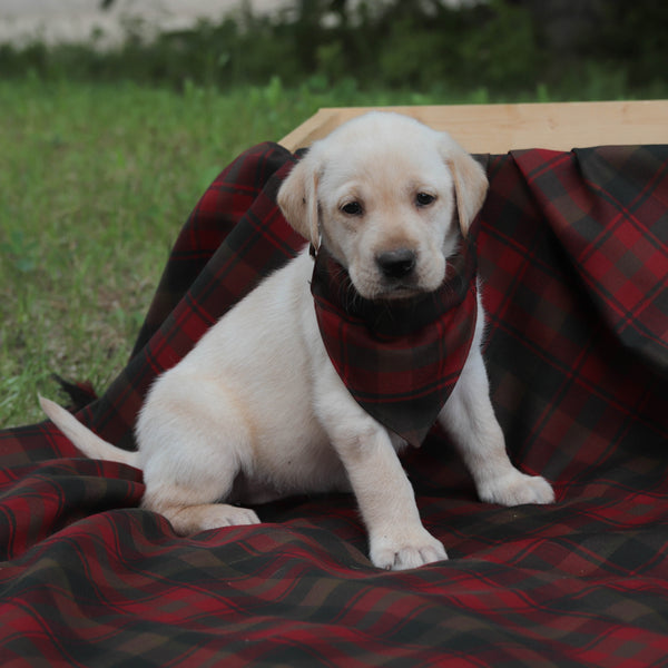 Puppy wearing a red plaid bandana sitting on a red and brown checkered blanket outdoors.