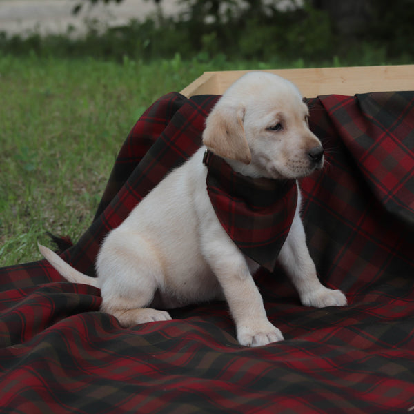 Puppy sitting on a red and brown Maple Leaf tartan plaid blanket outdoors.