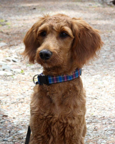 MacBeth Tartan Dog Collar
