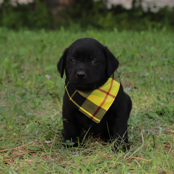 Labrador Puppy wearing yellow kerchief sitting outside on grass