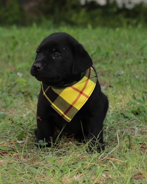 McLeod Tartan Tartan Dog Bandana