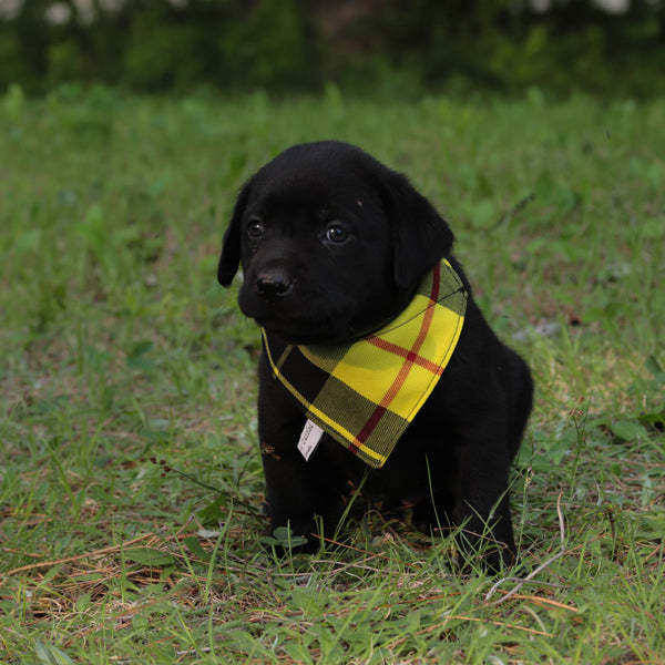black puppy sitting on grass wearing bright yellow bandana