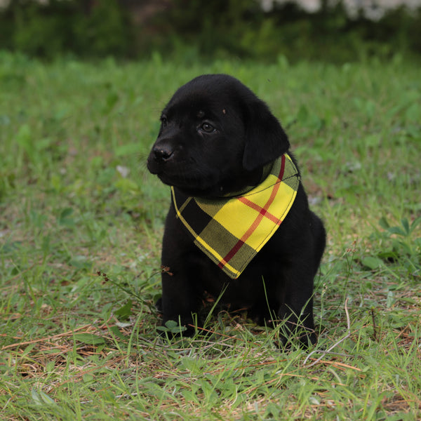 black puppy wearing bright yellow bandana sitting on grass