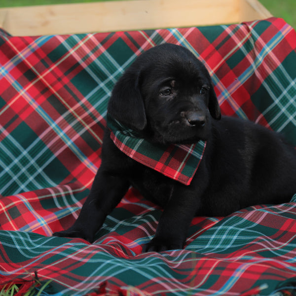Black puppy wearing a plaid bandana on a red and green plaid blanket