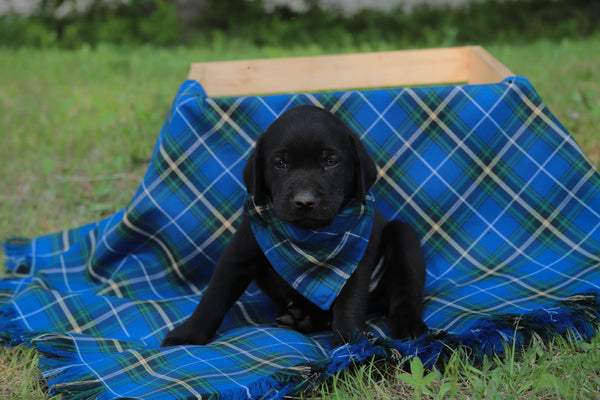 Nova Scotia Tartan Dog Bandana
