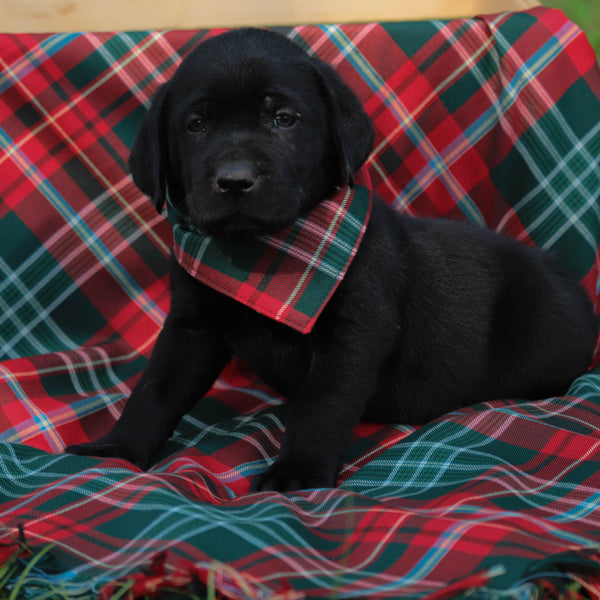 Black puppy wearing a red plaid bandana on a red and green plaid blanket
