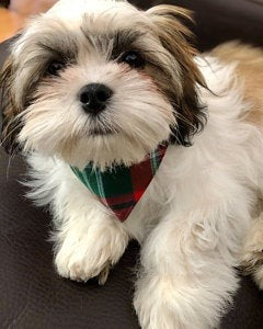 New Brunswick Tartan Dog Bandana