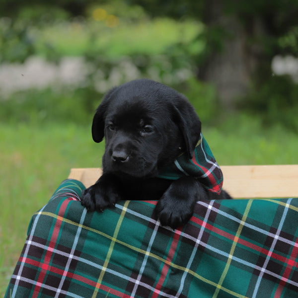 Newfoundland Tartan Dog Bandana