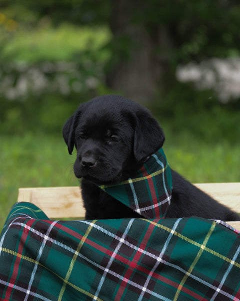 Newfoundland Tartan Dog Bandana