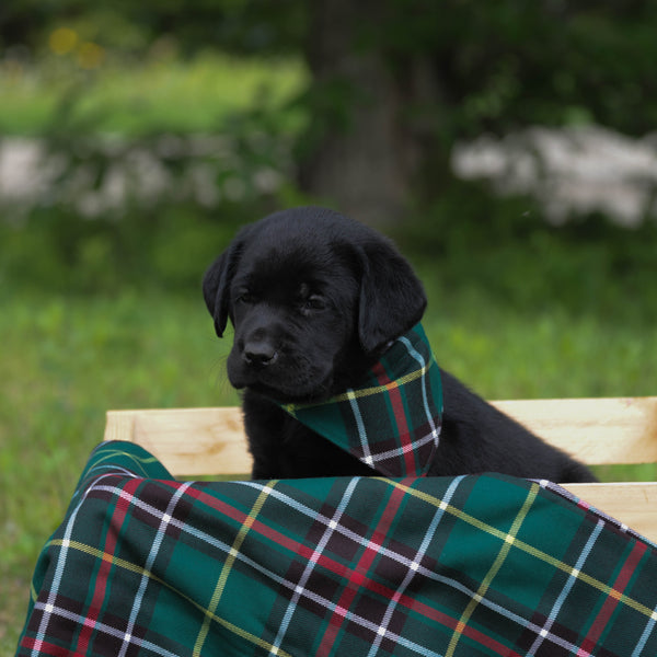 black  labrador puppy wearing green plaid kerchief sitting outdoors in a wooden box