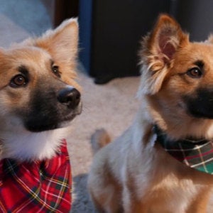 Two dogs wearing plaid scarves sitting on a carpeted floor.