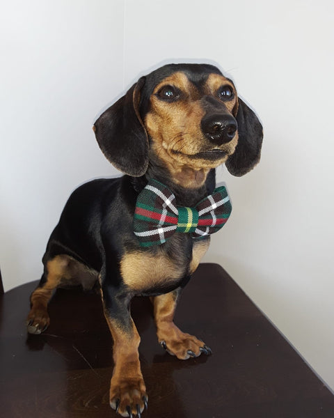 Daschund wearing a green plaid dog bow tie sitting on a dark surface with a white background in Newfoundland tartan by Taylors Tartans