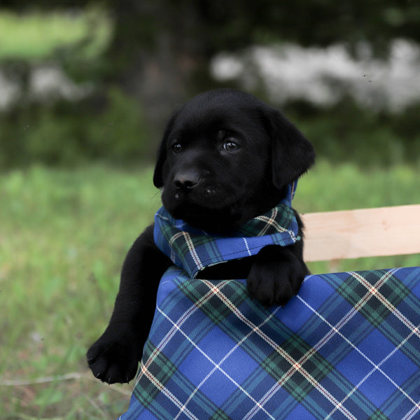 Nova Scotia Tartan Dog Bandana