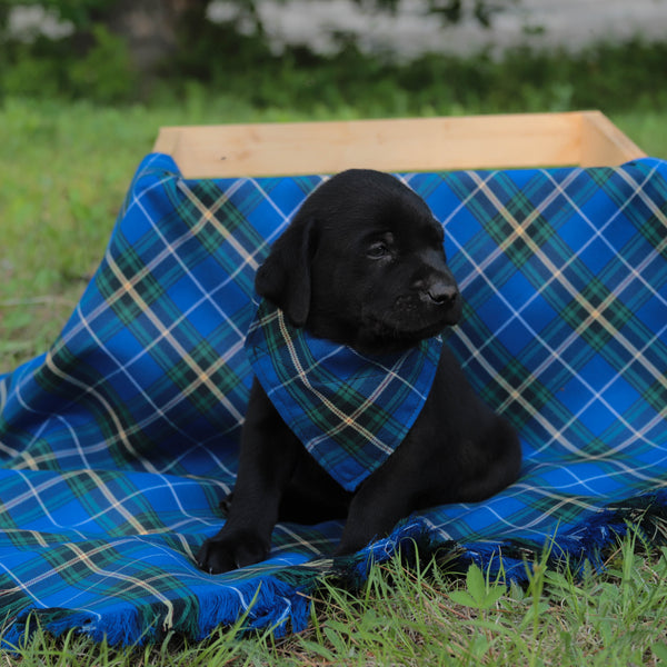 Nova Scotia Tartan Dog Bandana